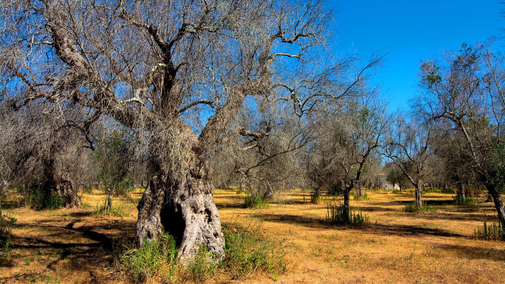 Xylella Spreads Beyond Buffer Zones in Puglia