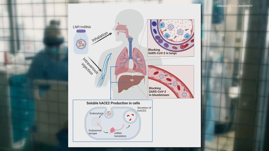 Oregon State University researcher develops possible new 'universal' COVID-19 treatment