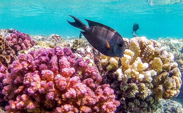 Researchers are 3D-Printing Concrete 'Innoreefs' to Help Save Natural Coral Reefs