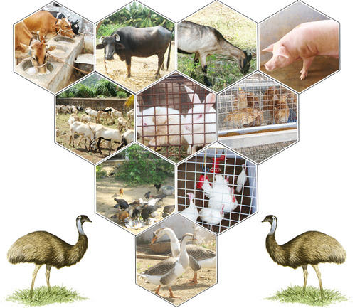 Indian Animal Husbandry Market to Reach INR 1,574.7 Billion by 2027 | CAGR of 7.66%