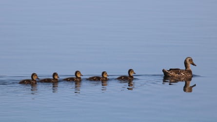 A mother duck swimming in formation with her ducklings