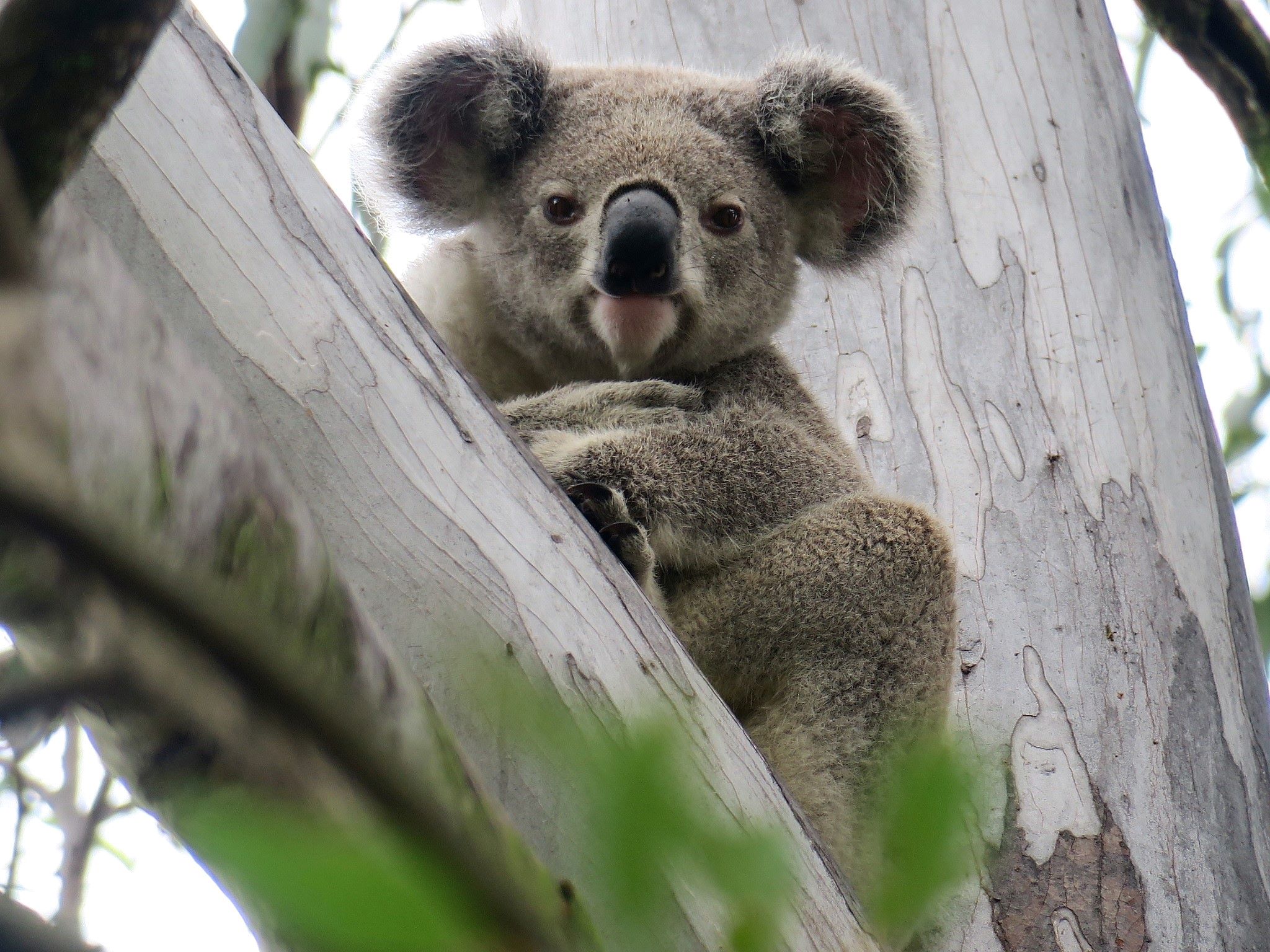 Important discovery could help extinguish disease threat to koalas