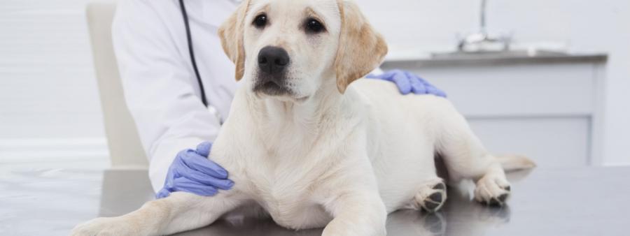 Animal Health Industry Overview 2022: Market Size (US$ 43.7 Billion), Share, Trends, Top Companies, Research Report 2027