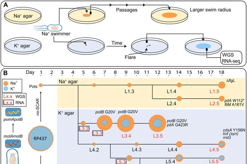 Study uncovers how bacteria use ancient mechanisms to self-repair