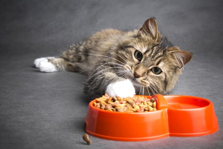 Gcc Cat Food Market To Reach US$ 328.4 Million by 2027 | CAGR of 6.5%