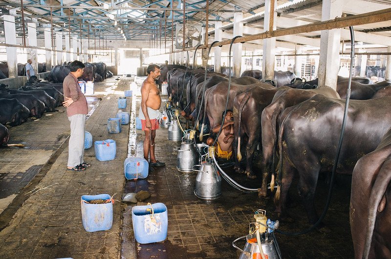 At 5.79% CAGR, Global Dairy Market Size to Hit US$  1,243 Billion in 2028, Says IMARC Group