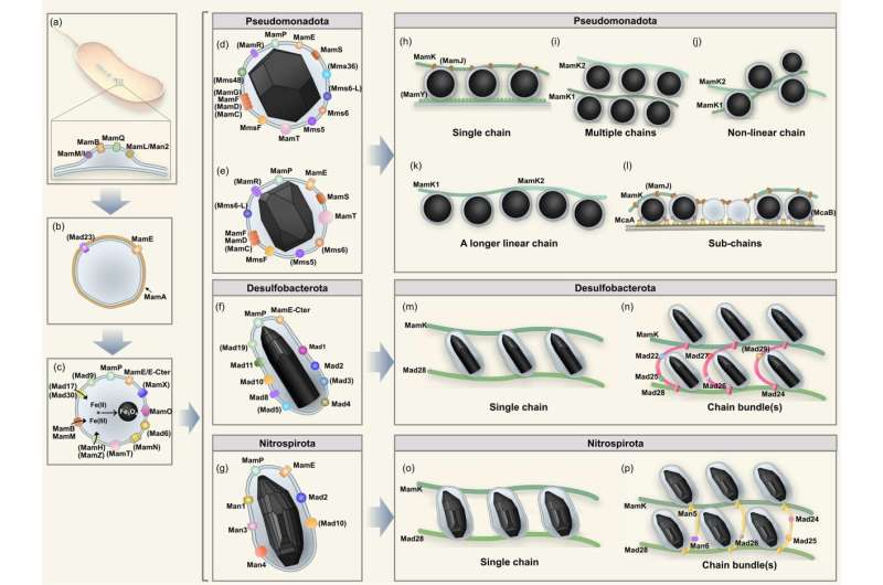 Exploring the key gene networks that control magnetite biomineralization in prokaryotes