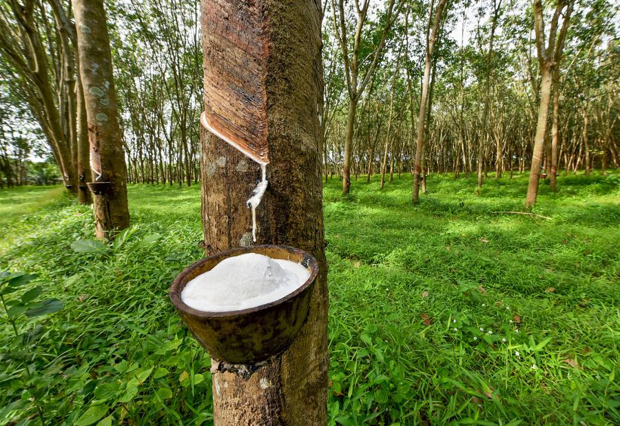 Natural Rubber Market Expanding at a CAGR of 3.57% during 2022-2027