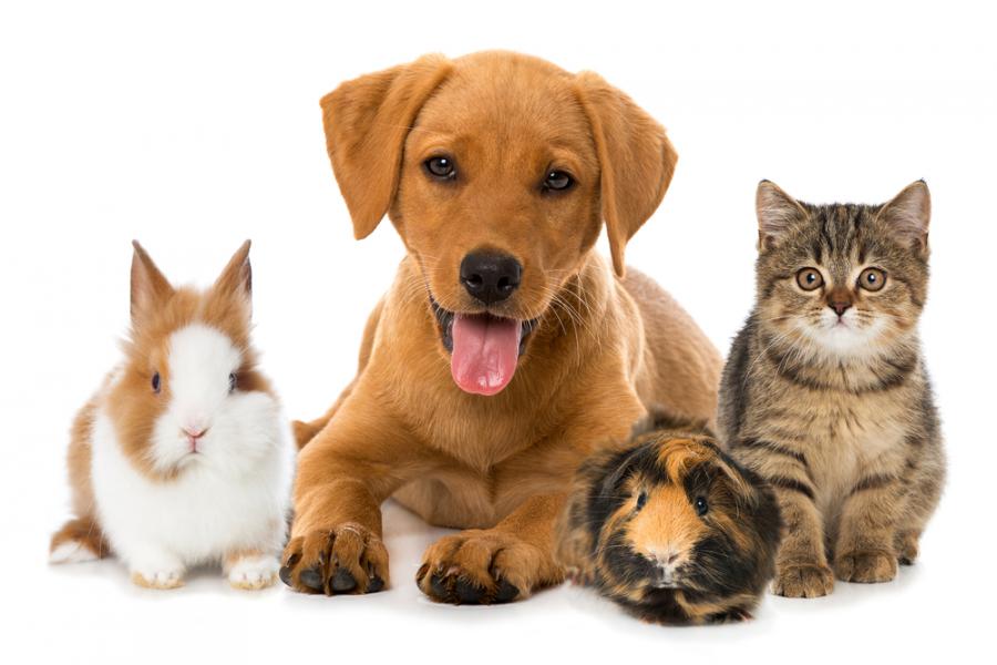 Pet Insurance Market Size, Share, Growth, Industry Trends Report 2022-2027