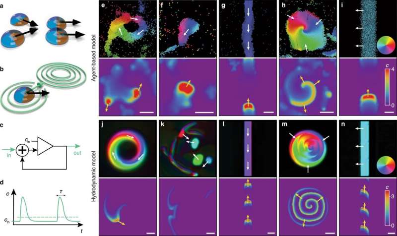 Self-organization: What robotics can learn from amoebae