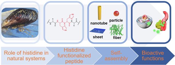 Histidine as a key modulator of molecular self-assembly: Peptide-based supramolecular materials inspired by biological systems