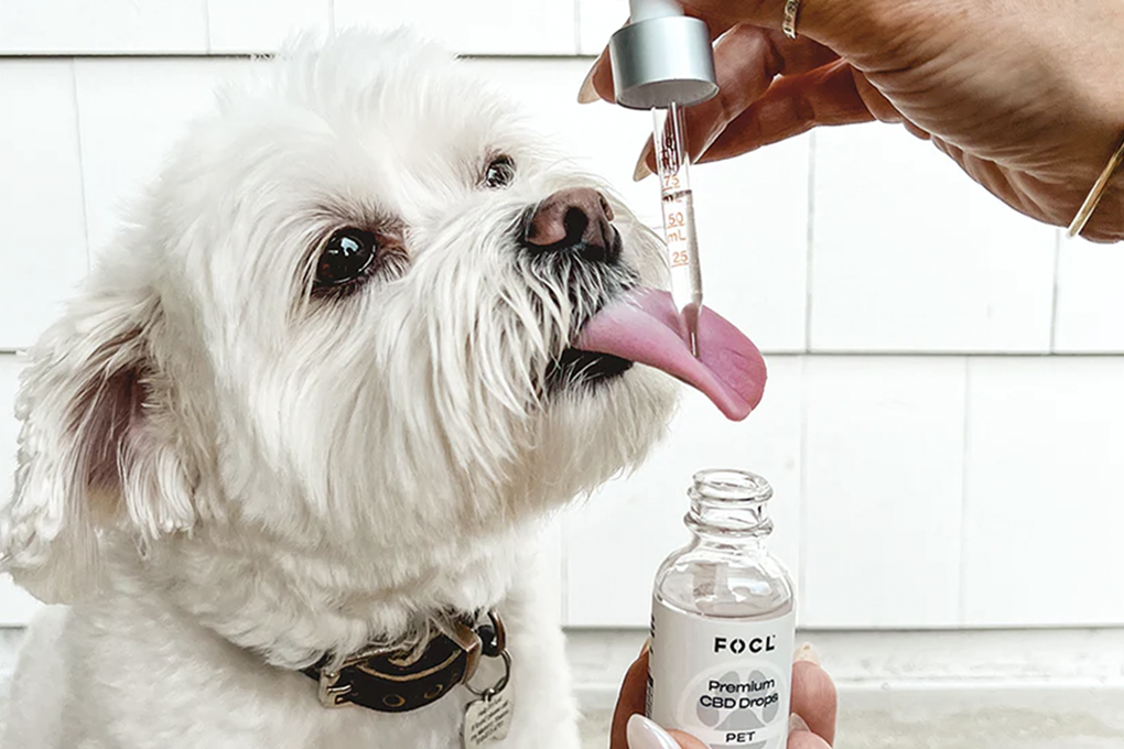 Best CBD for Dogs with Arthritis