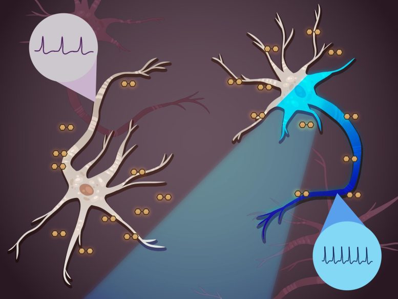 Changing the Intrinsic Behavior of Neurons To Treat Neurological Conditions Like Epilepsy