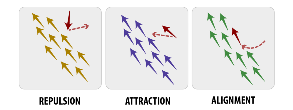 Figure 2. Local interactions contributing to flocking. Source: Jody Dascalu