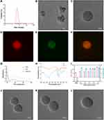 A Multifunctional Nano-Delivery System Against Rheumatoid Arthritis by Combined Phototherapy, Hypoxia-Activated Chemotherapy, and RNA Interference