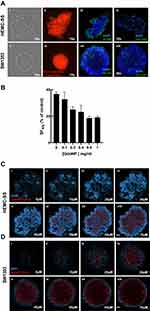 Proof of Concept of the Radiosensitizing Effect of Gadolinium Oxide Nanoparticles in Cell Spheroids and a Tumor-Implanted Murine Model of Chondrosarcoma