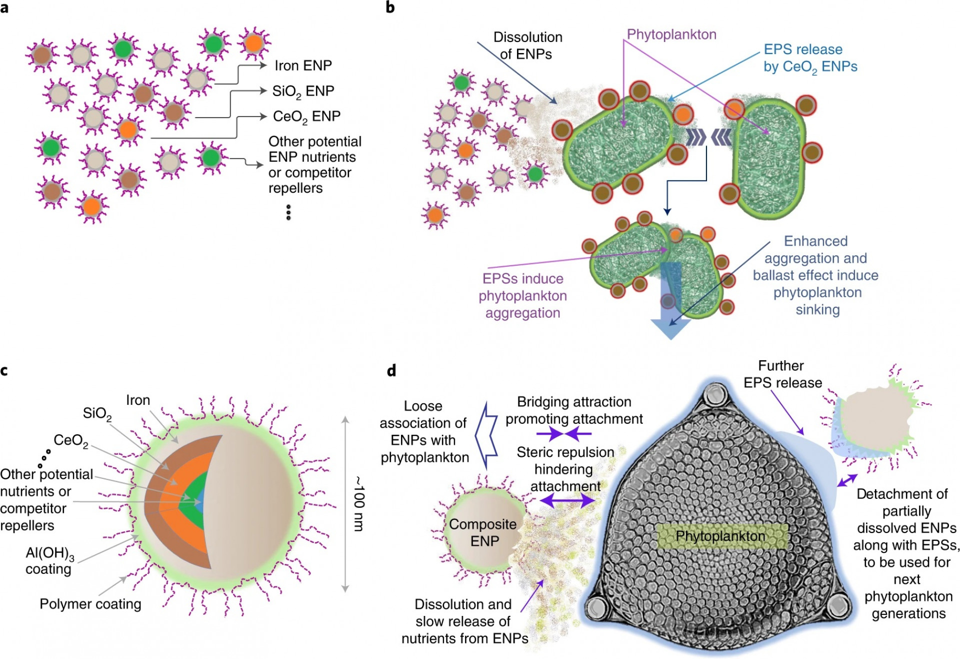 Engineered nanoparticles can help phytoplankton kidnap the excess CO2 on Earth