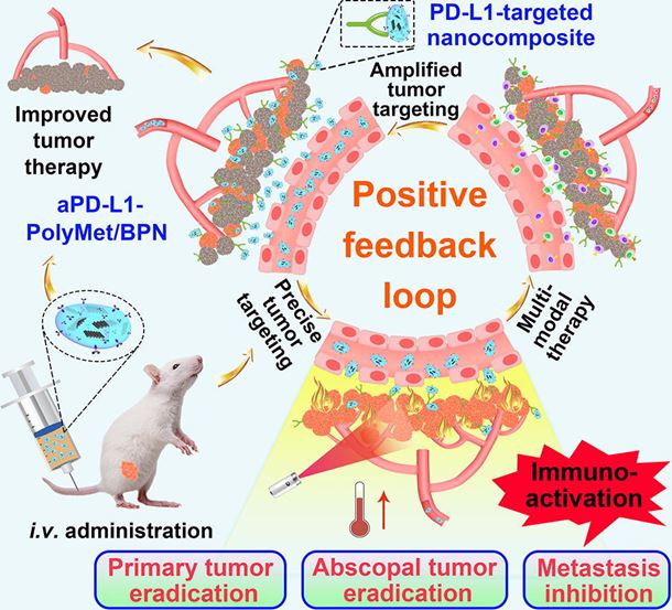 A minimally designed PD-L1-targeted nanocomposite for positive feedback-based multimodal cancer therapy