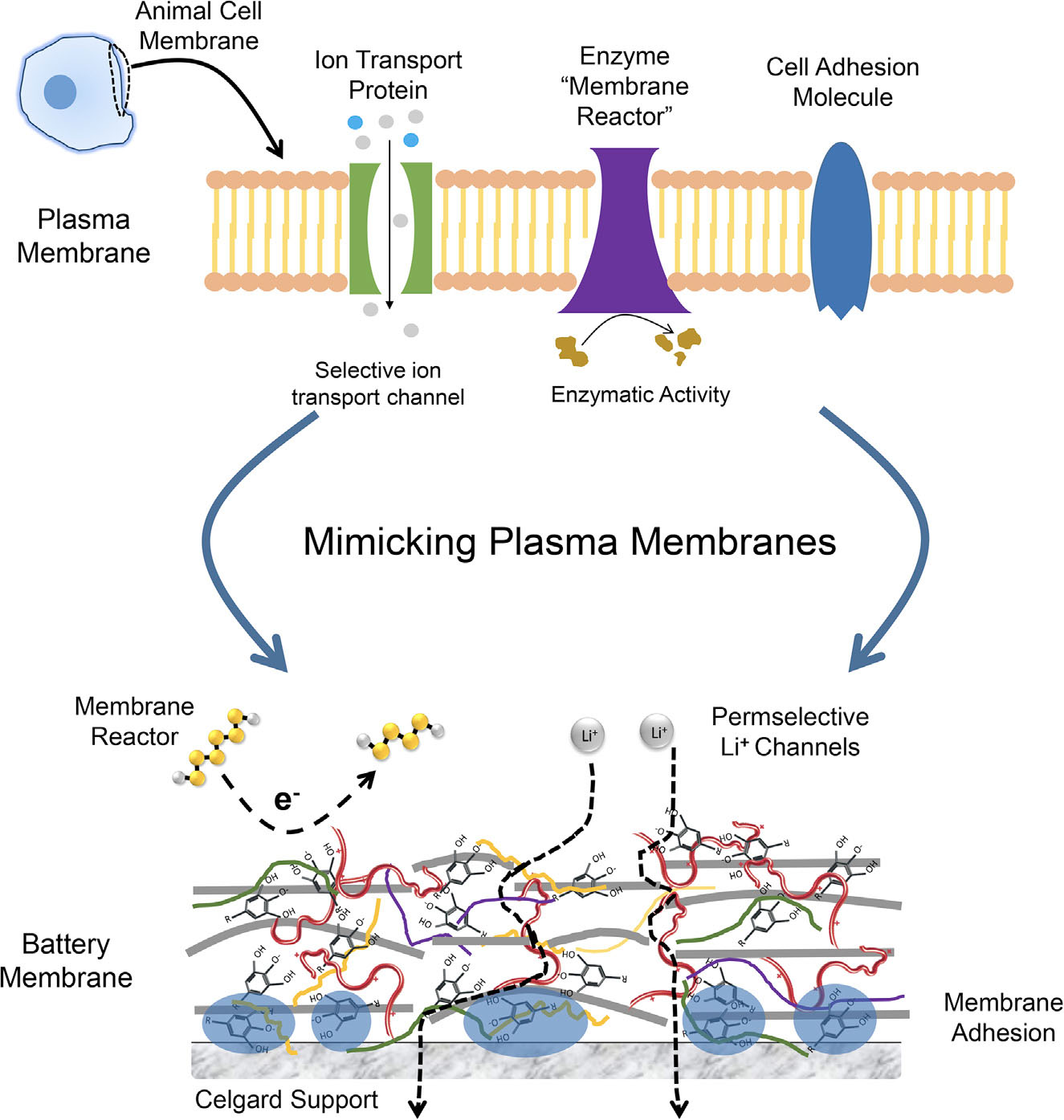 Biological cell plasma membranes inspire novel separator for a practical lithium-sulfur battery