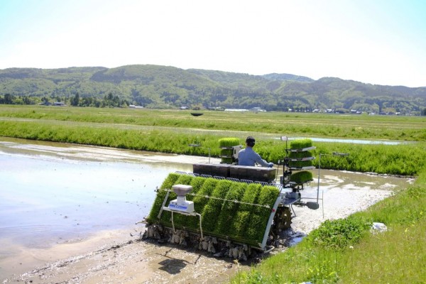 BASF's AI Farming Tool is Helping Japanese Growers Struggling With Labor Shortage