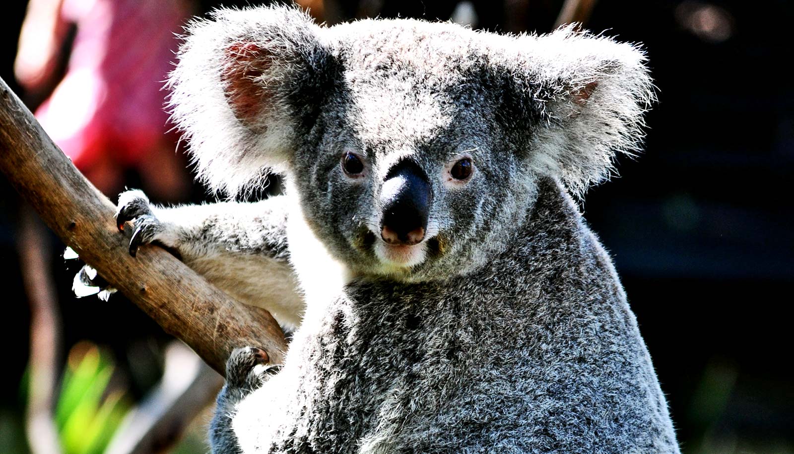 Discovery could help fight against deadly koala virus