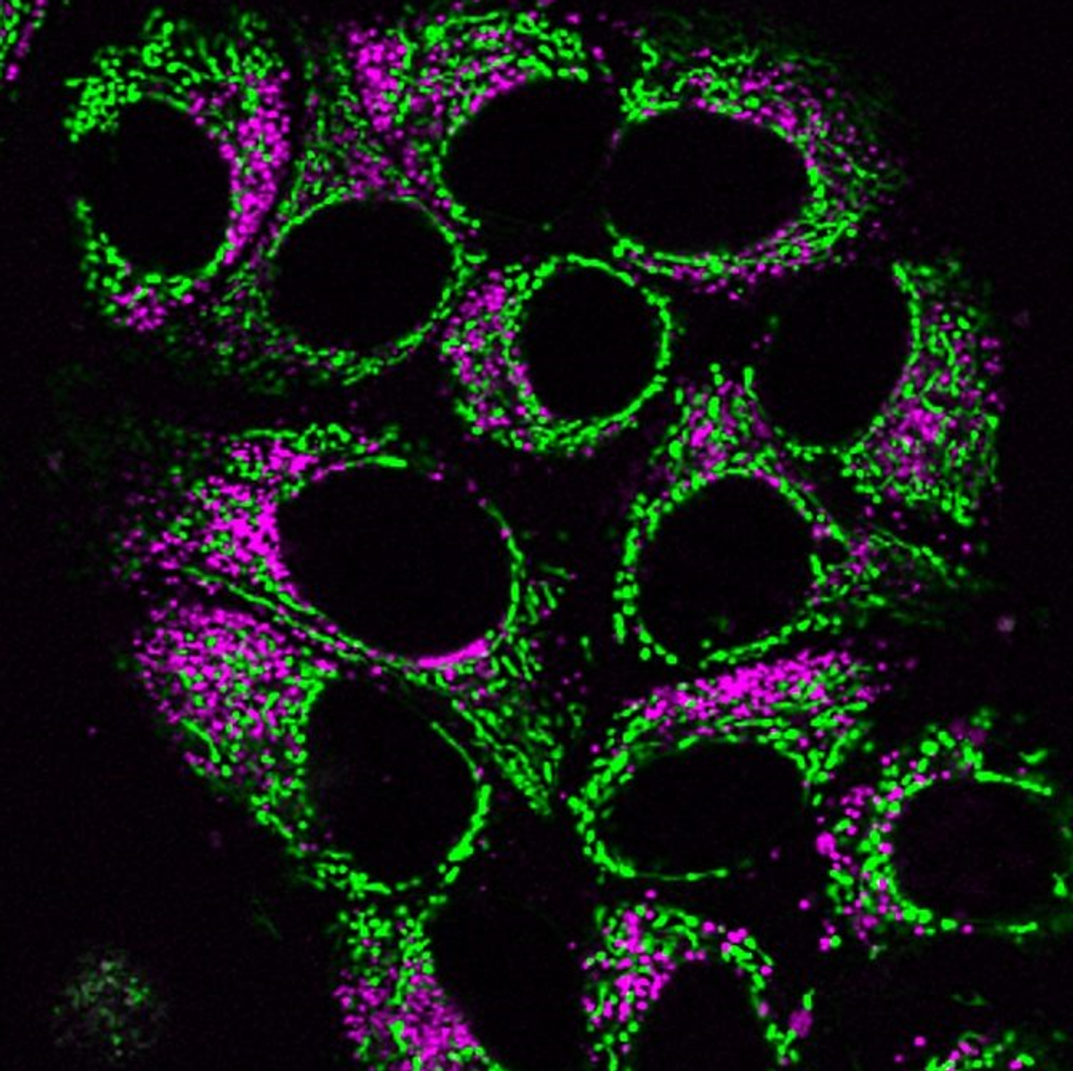 Choosing Fluorescent Reagents for Every Live Cell Application