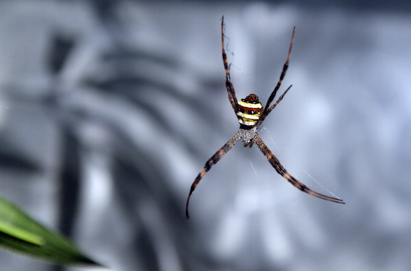 Rare Spider With Xbox Logo-Like Markings Spotted! Fun Facts About Orb-Weavers