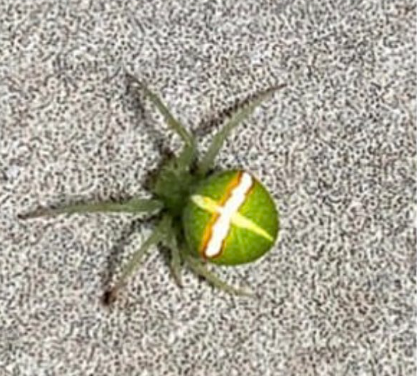 Rare Spider, Spider With Xbox Logo Markings, Xbox Spider, Xbox Orb-Weaver Spider, Orb-Weavers, Orb-Weaver Fun Facts