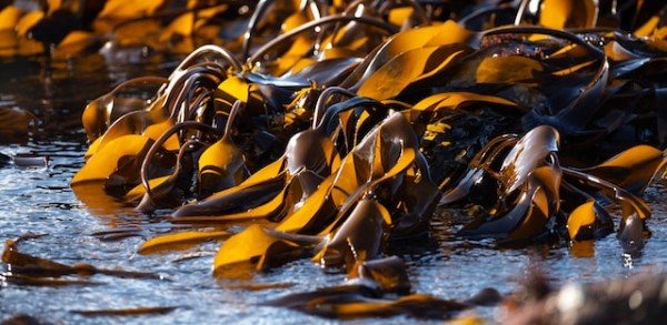 Scientists Presents How Seaweed Molecules can be Used to Improve Outcomes of Bypass Surgery