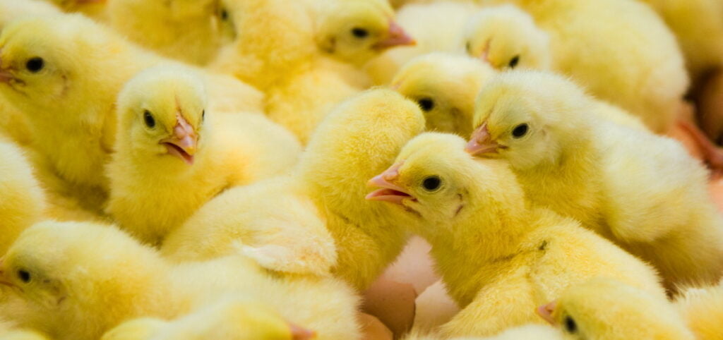 Newly hatched chicks