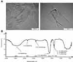 Graphene Oxide Decreases Pro-Inflammatory Proteins Production in Skeletal Muscle Cells Exposed to SARS-CoV-2 Spike Protein