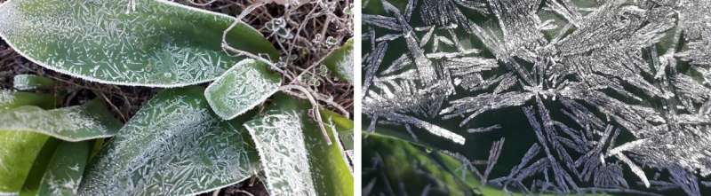 Special microscope shows different anti-icing strategies of plant leaves