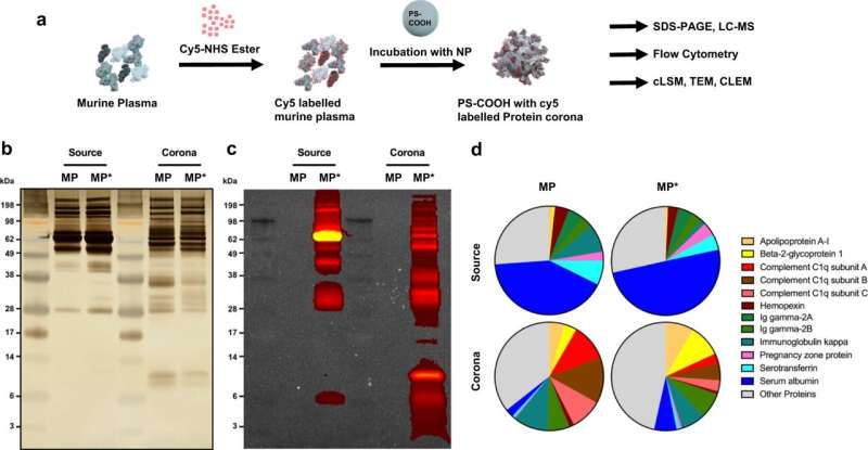 In the core of the cell: New insights into the utilization of nanotechnology-based drugs