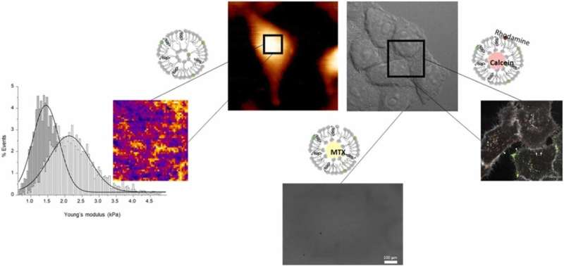 New nanotransporter for drug delivery inside cells