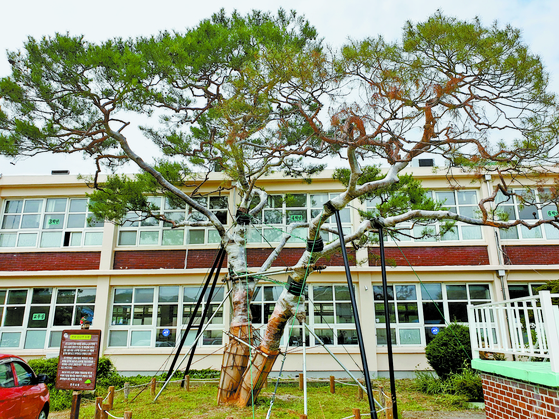 The Pine Tree of the Rich, which was planted by the founders of Samsung, LG and Hyosung, all of whom graduated from Jisu Elementary School in Jinju [JINJU CITY GOVERNMENT]