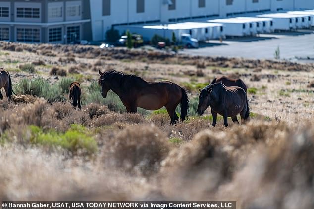 The industrial center is surrounded by barren land inhabited by animals