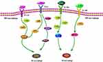 Natural Plant Extract – Loganin: A Hypothesis for Psoriasis Treatment Through Inhibiting Oxidative Stress and Equilibrating Immunity via Regulation of Macrophage Polarization