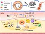 Anti-Oxidative, Anti-Apoptotic, and M2 Polarized DSPC Liposome Nanoparticles for Selective Treatment of Atherosclerosis