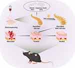 Graphene Oxide/Gelatin Nanofibrous Scaffolds Loaded with N-Acetyl Cysteine for Promoting Wound Healing