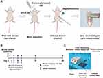 Combined Silver Sulfadiazine Nanosuspension with Thermosensitive Hydrogel: An Effective Antibacterial Treatment for Wound Healing in an Animal Model