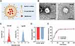 Netrin-1 Monoclonal Antibody-Functionalized Nanoparticle Loaded with Metformin Prevents the Progression of Abdominal Aortic Aneurysms