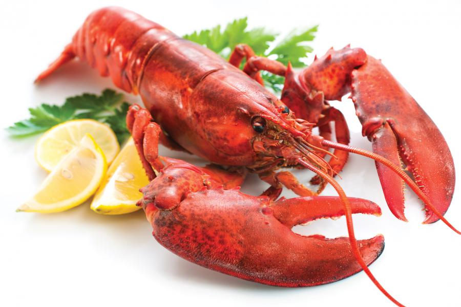 Lobster Market Global Size to Reach US$ 12.0 Billion by 2028, Growth Rate (CAGR) of 9.3%