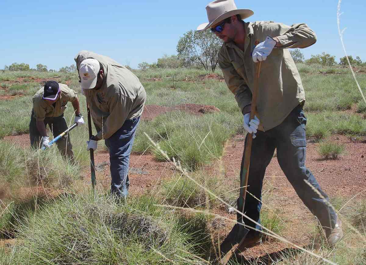 Condoms from spinifex? Now that’s a fraction too much friction …