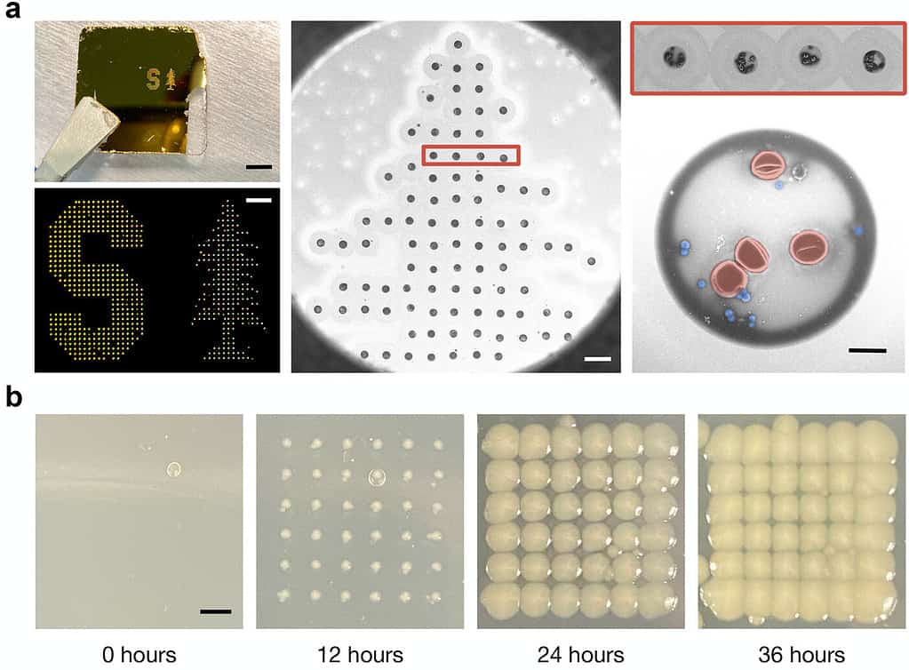 bacteria identification