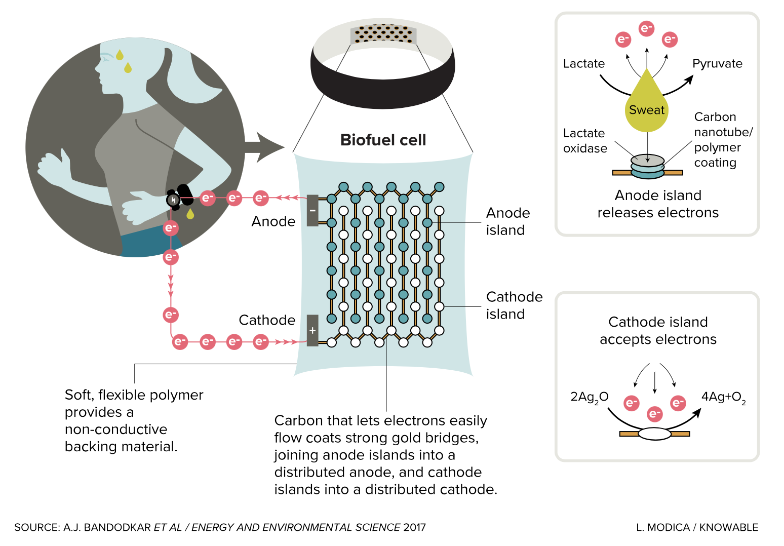 Batteries not included: How your own body could power wearables