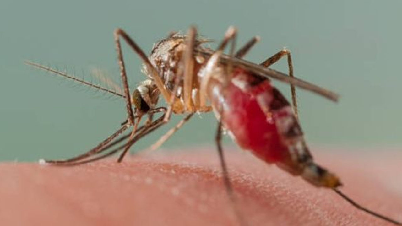 Malaria: KASU scientist, others develop mosquito repellent fabric