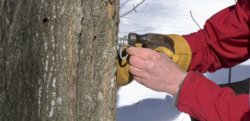 Quebec maple syrup producers using gold nanoparticles to test quality