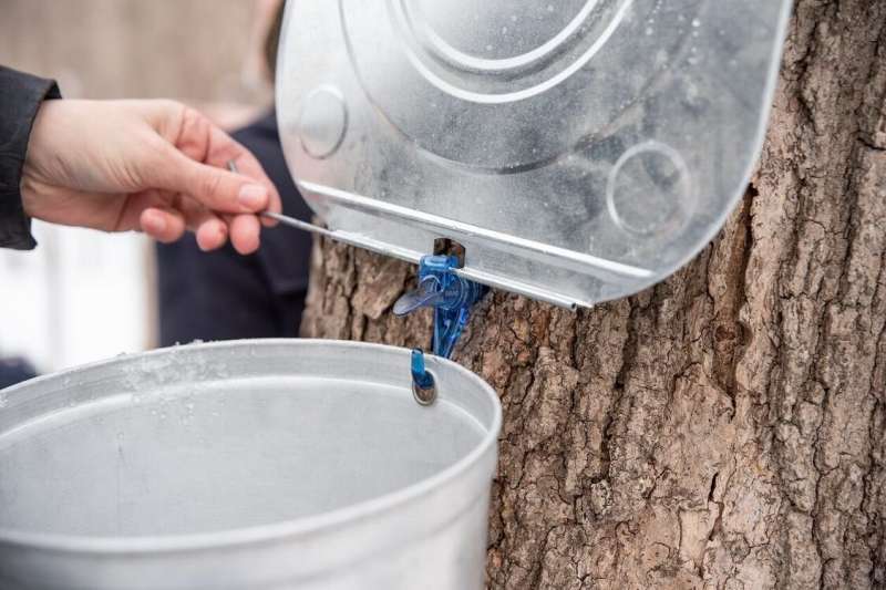 Scientists and maple syrup producers develop a rapid test that analyzes the quality of maple sap