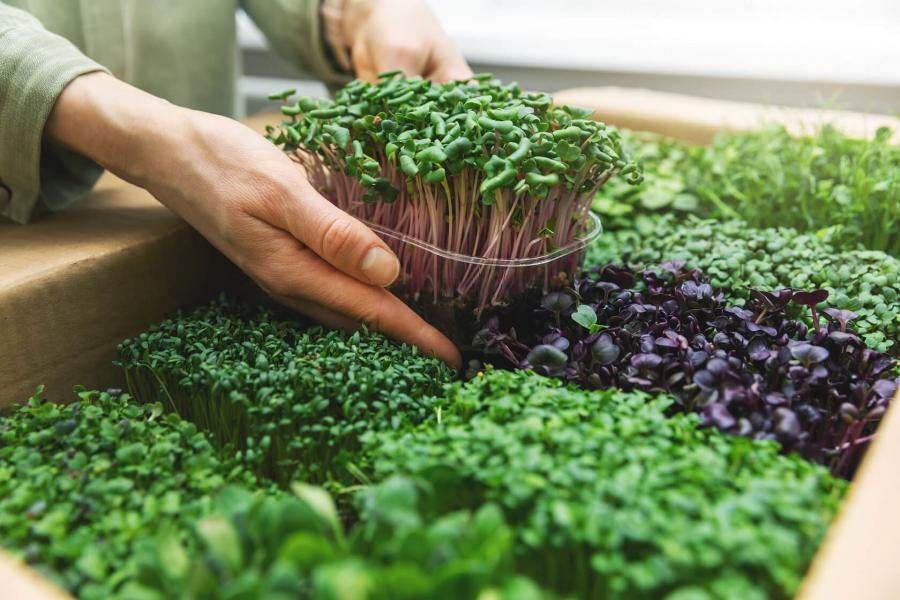 Microgreens Market Price Trends, Industry Growth, Regional Demand, Analysis Report 2023-2028