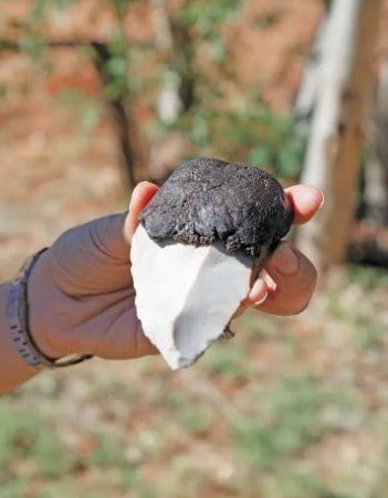 A stone tool made using spinifex resin as an adhesive.